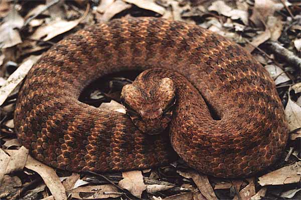 Common Death Adder – Bella's favorite australian snakes